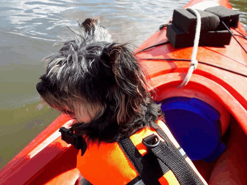 Hund mit Schwimmweste im Kanu auf Saale und Unstrut